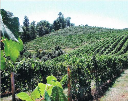 Abingdon Winery and Vineyard - Damascus, Southwest VA